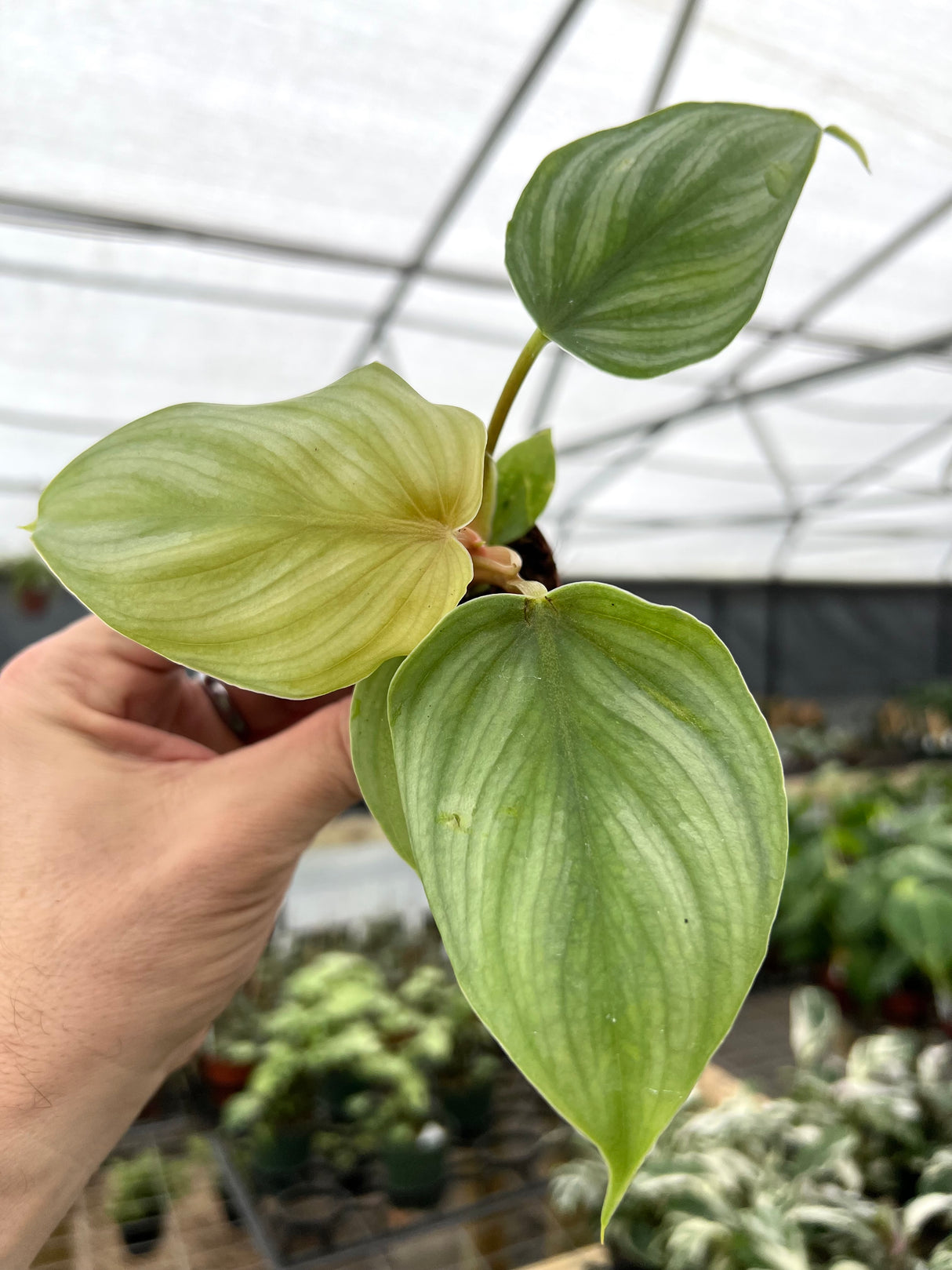 2” Philodendron mamei silver