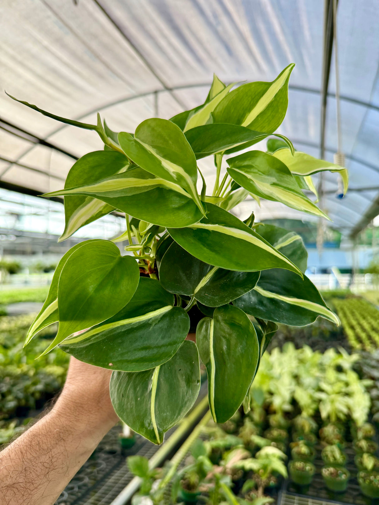 4" Philodendron ‘Silver Stripe’