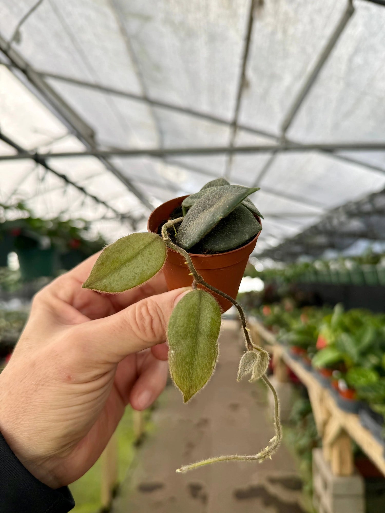 2” Hoya thomsonii (white flower) -  Canopy Plant Co.
