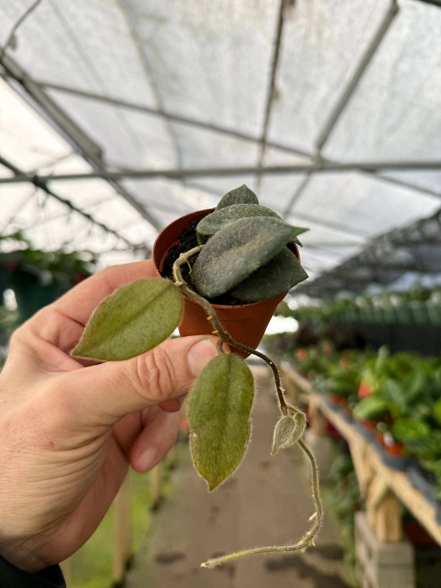 2” Hoya thomsonii (white flower) -  Canopy Plant Co.