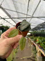 2” Hoya thomsonii (white flower) -  Canopy Plant Co.