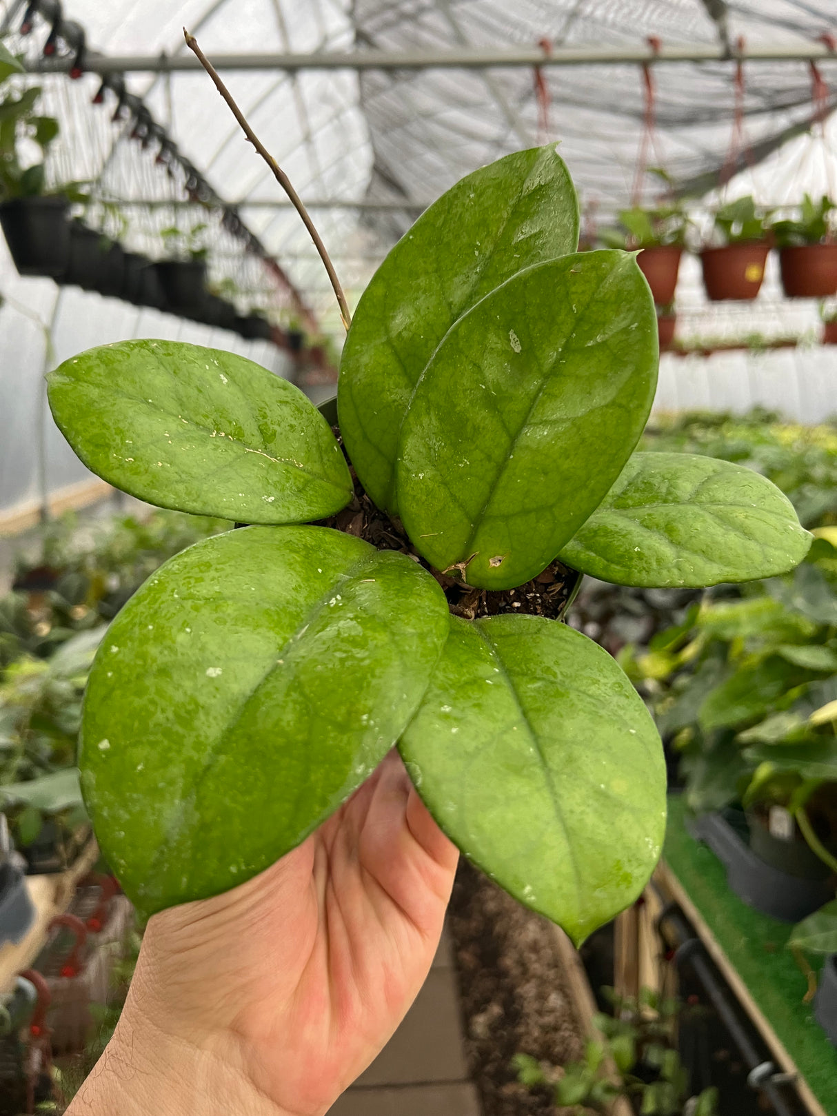 4" Hoya fungii