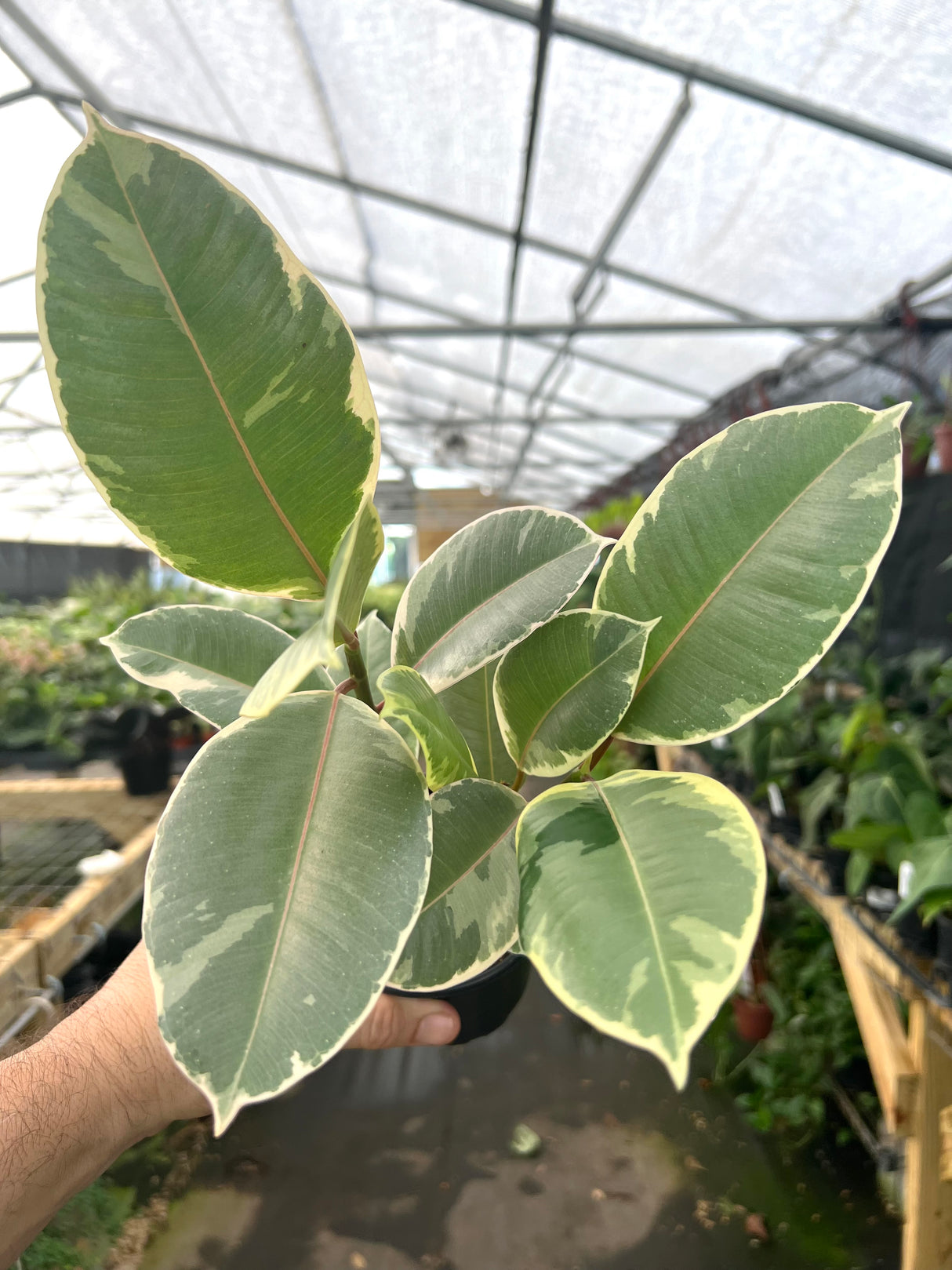 4" Ficus tineke