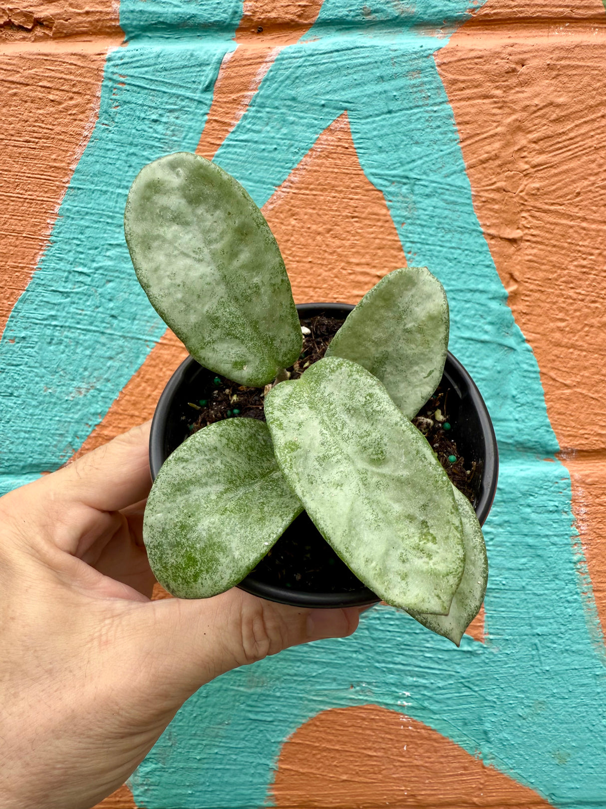 4" Hoya 'Nova Ghost' - Canopy Plant Co.