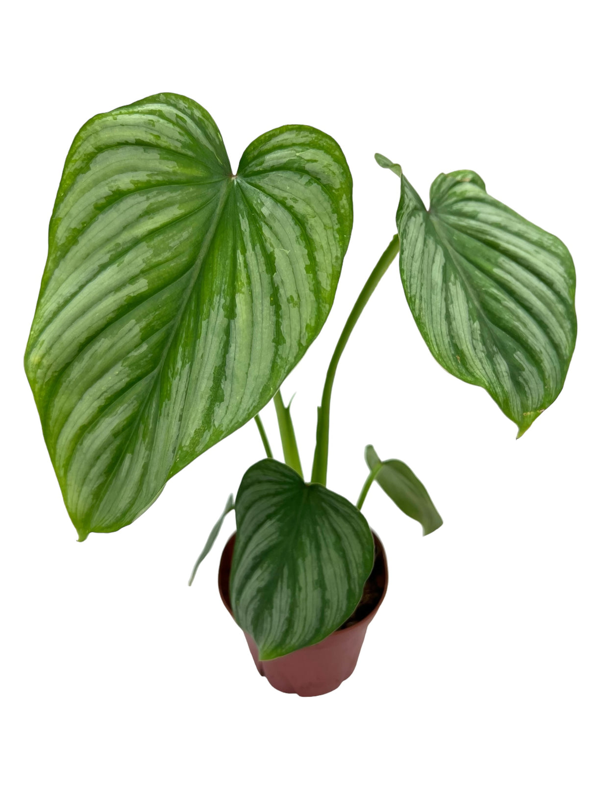 4” Philodendron mamei silver