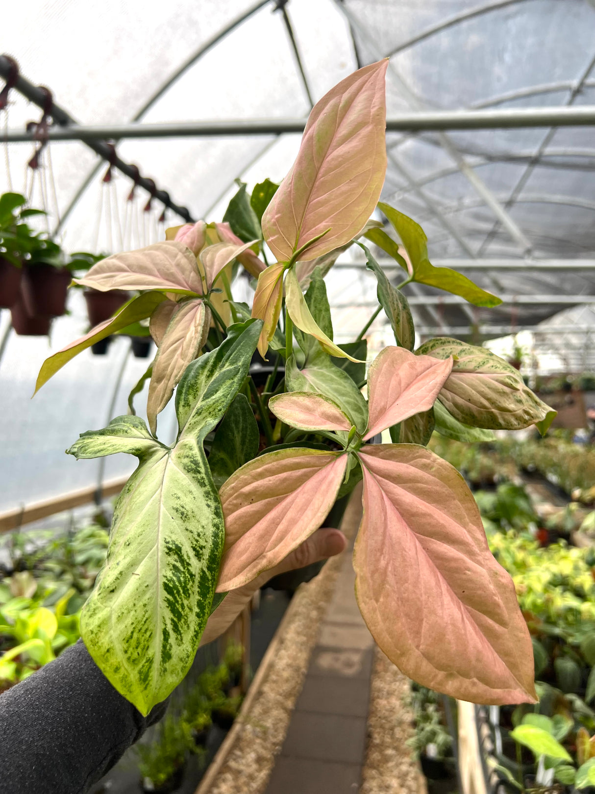 5" Syngonium Pink Fleck