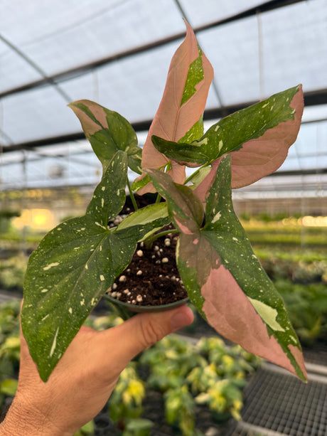 4" Syngonium ‘Tricolor’ - Canopy Plant Co.