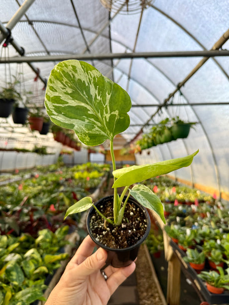 4" Monstera ‘Bulbasaur' - Canopy Plant Co.