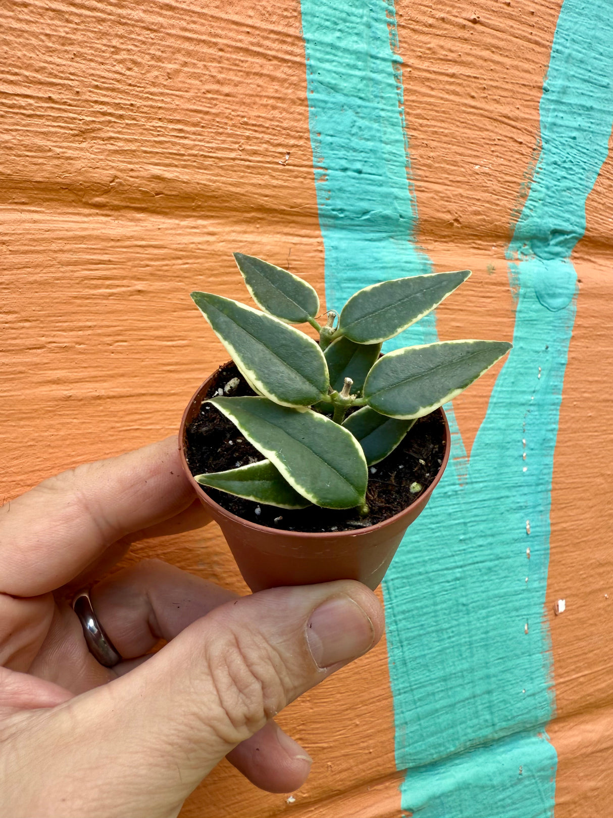 2” Hoya Bella (outer variegated)