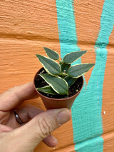 2” Hoya Bella (outer variegated)