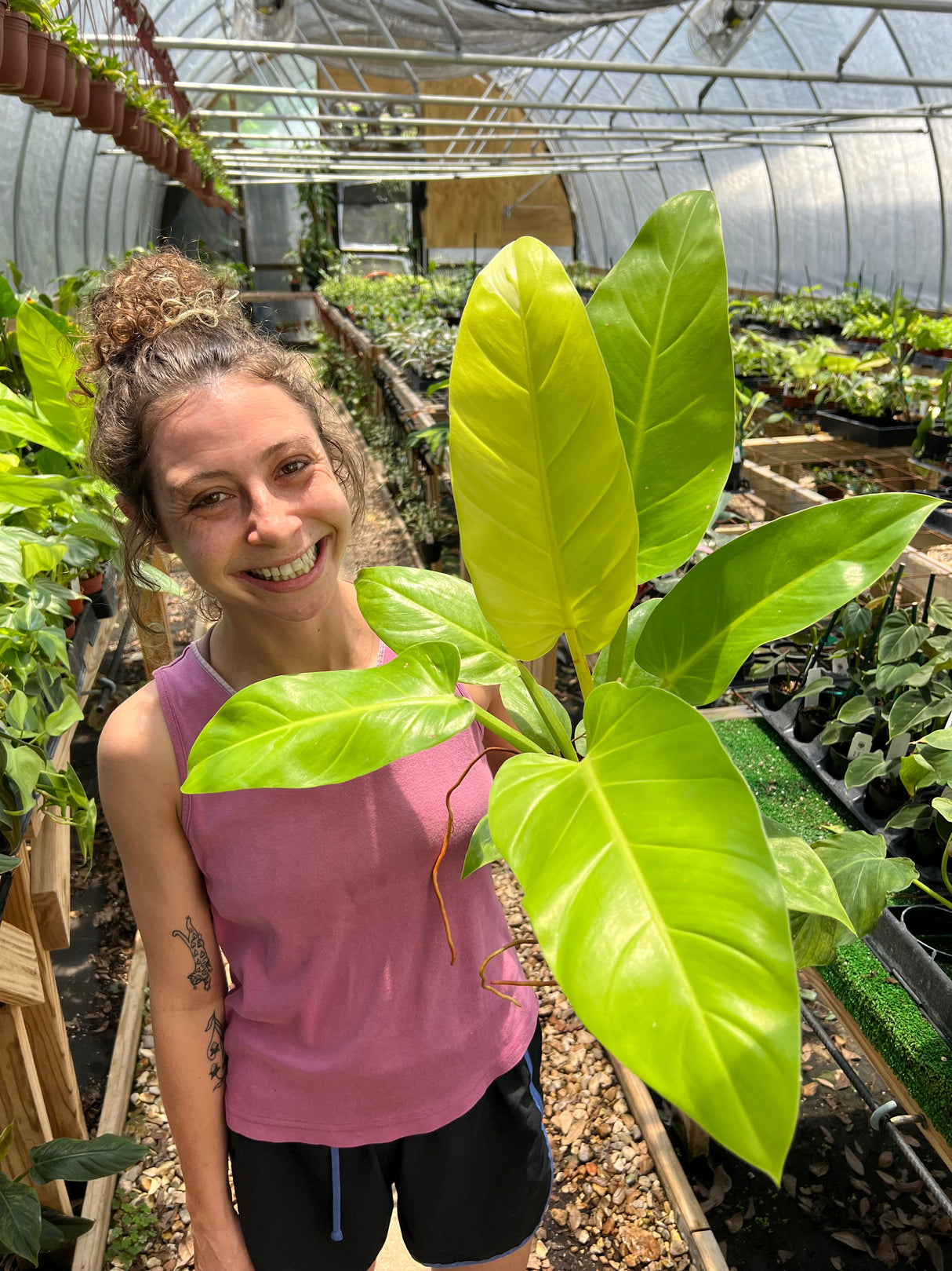 4" Philodendron melinonii 'Golden'