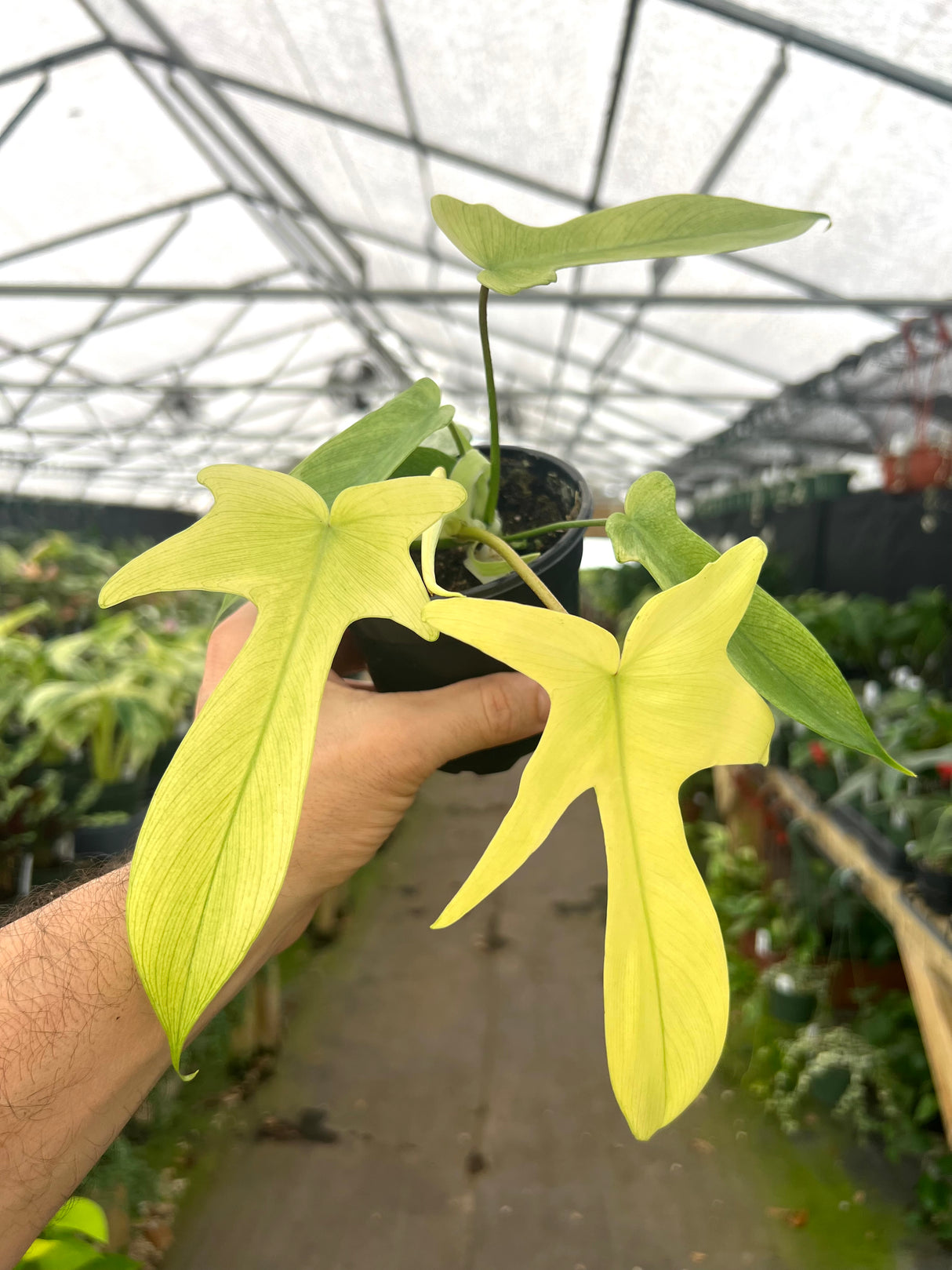 4” Philodendron Florida Ghost