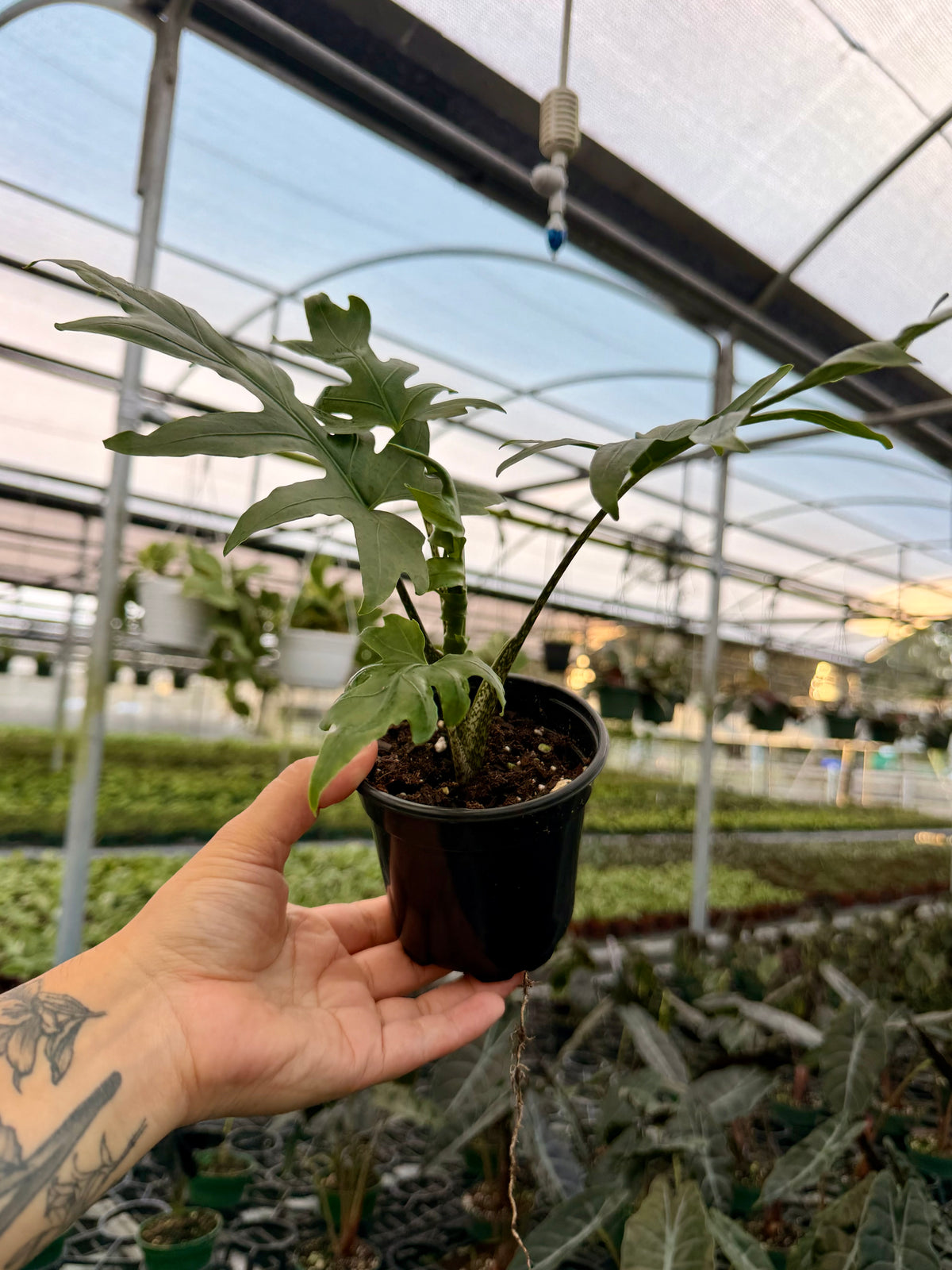 4" Alocasia brancifolia