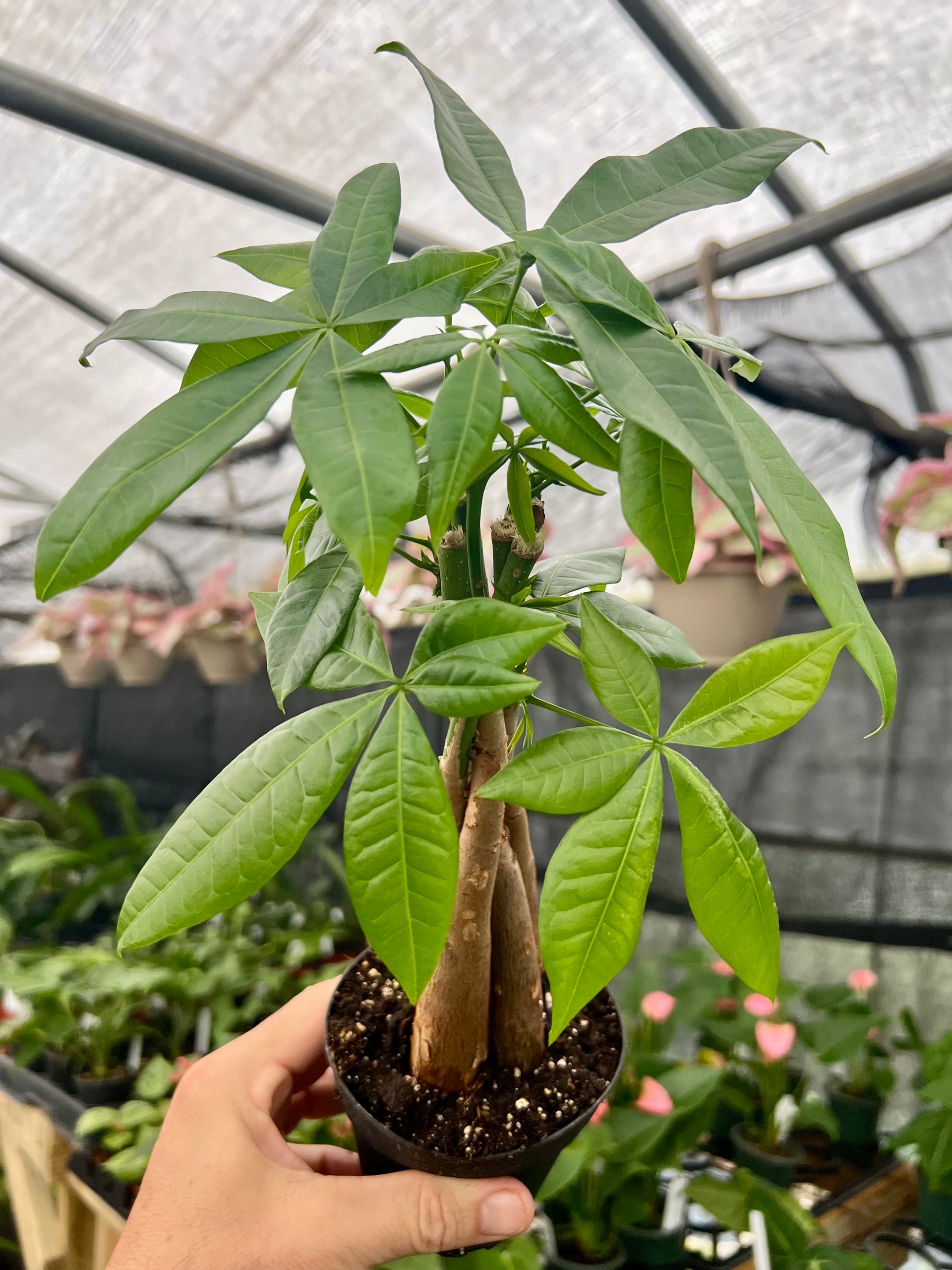 money tree lender 4" Pachira aquatica 'Money Tree'