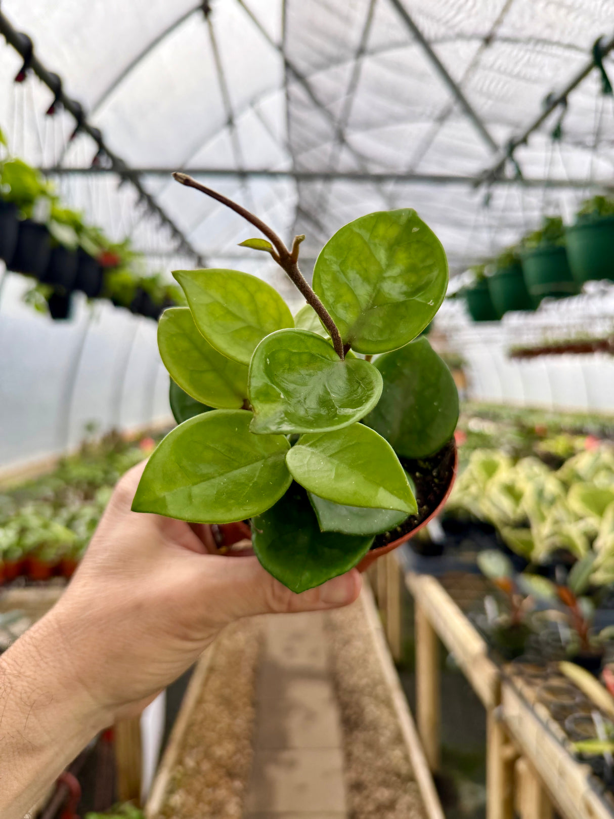 4” Hoya 'Chelsea' - Canopy Plant Co.