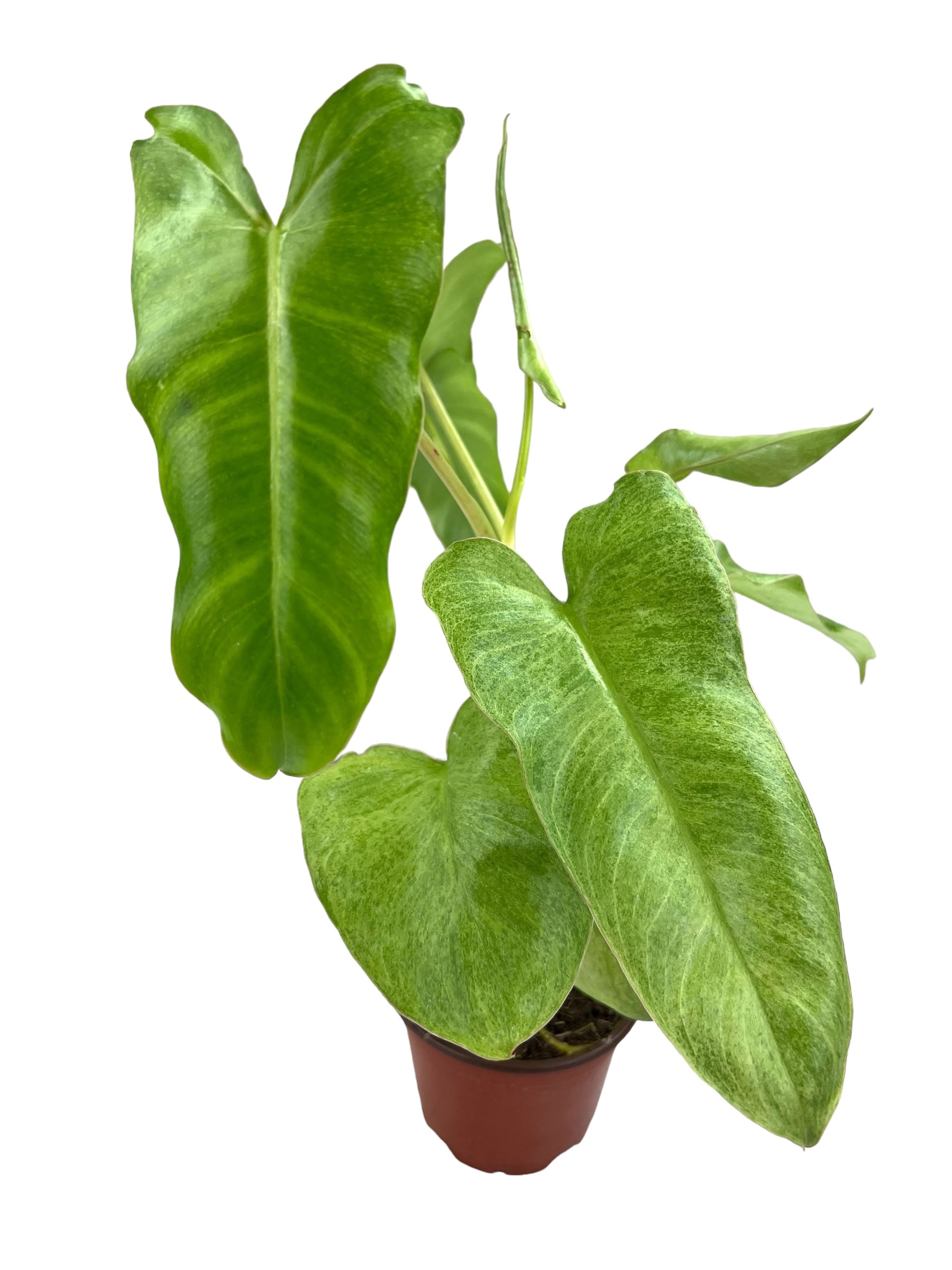 PHILODENDRON purchases PARAISO VERDE