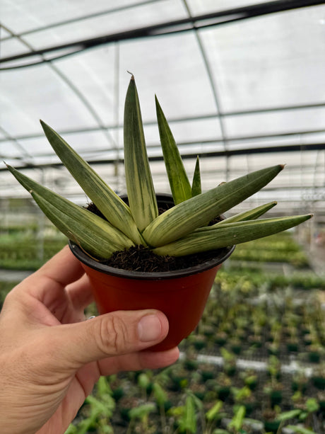 4" Sansevieria ‘Starfish’ variegated