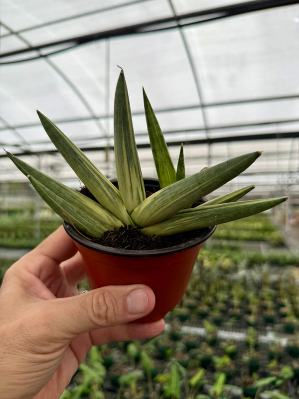 4" Sansevieria ‘Starfish’ variegated