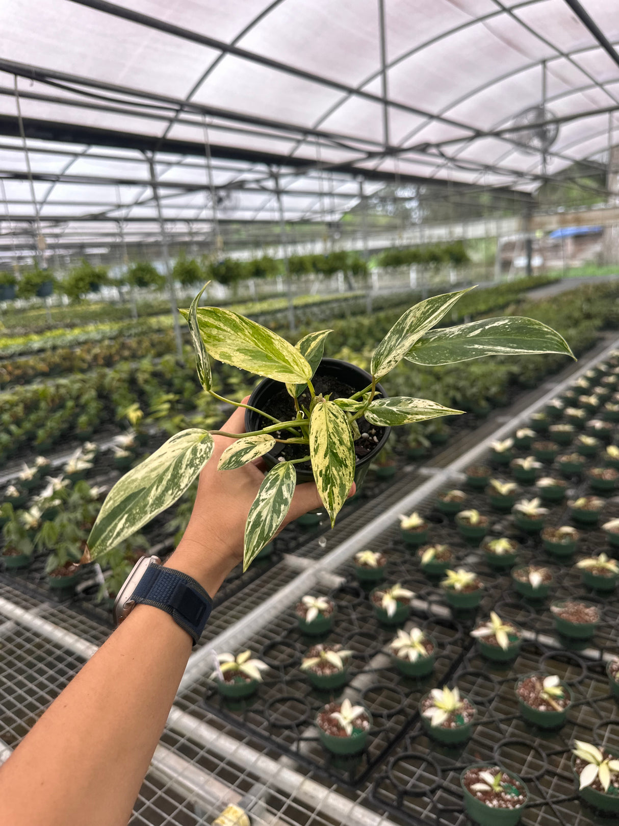4” Philodendron ‘Emerald King'