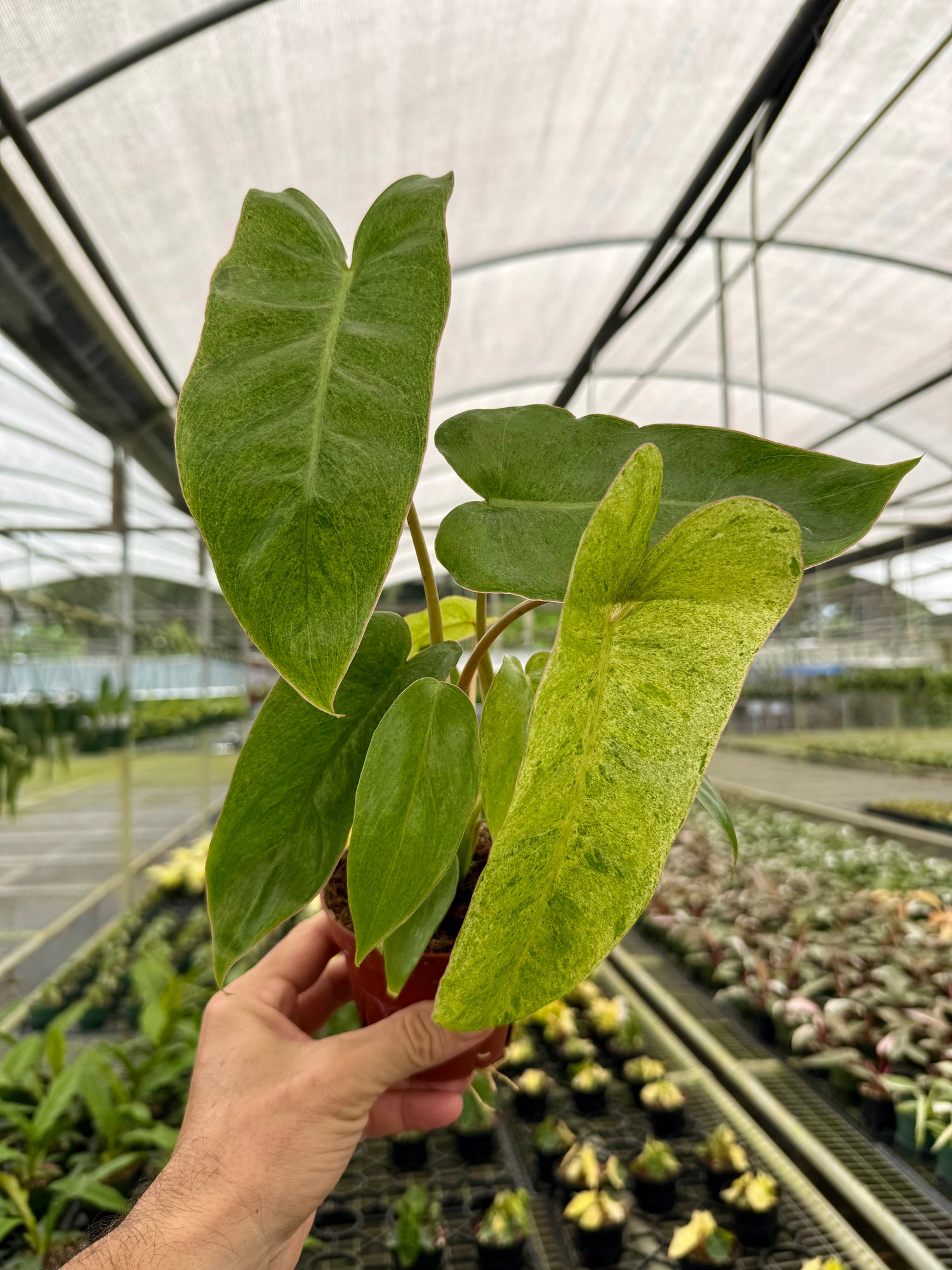 philodendron paraiso Philodendron 'Paraiso Verde' 4in