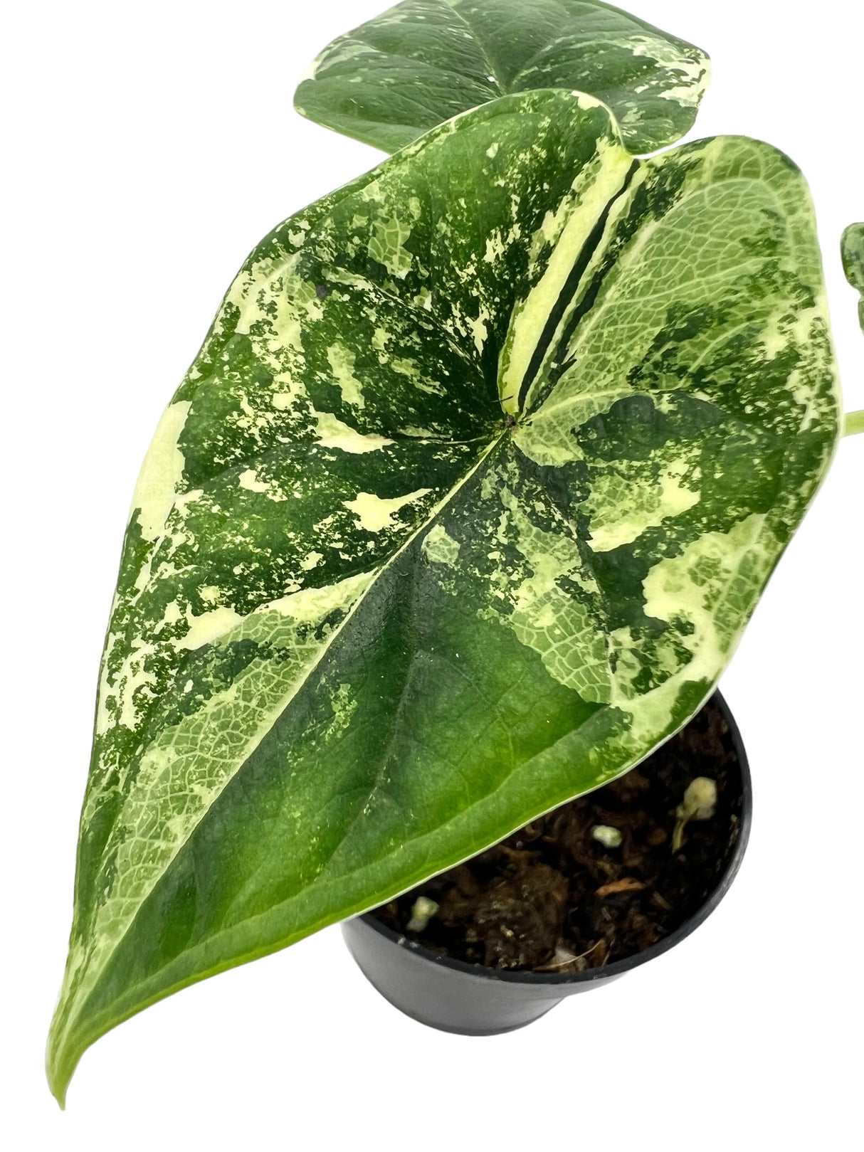 4” Alocasia Dragon Scale variegated