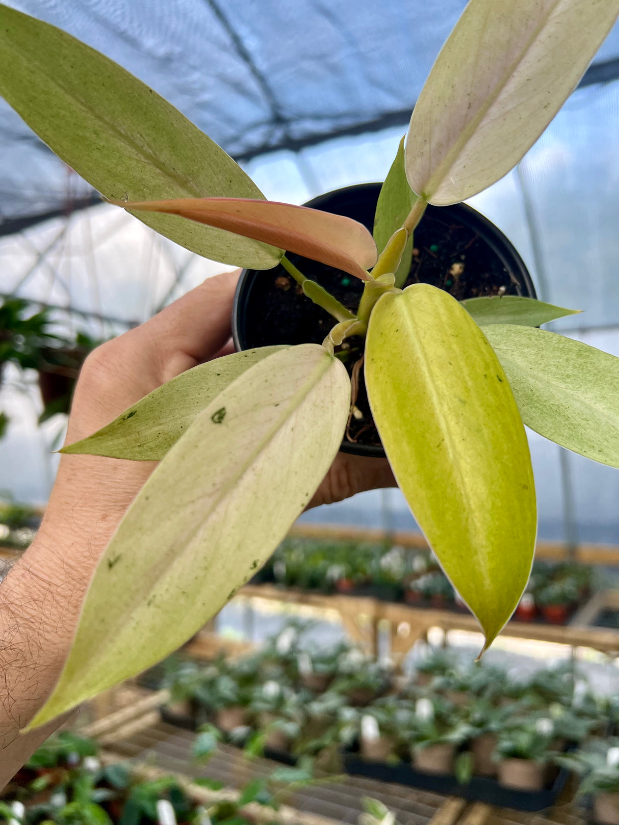 4" Philodendron Whipple Way