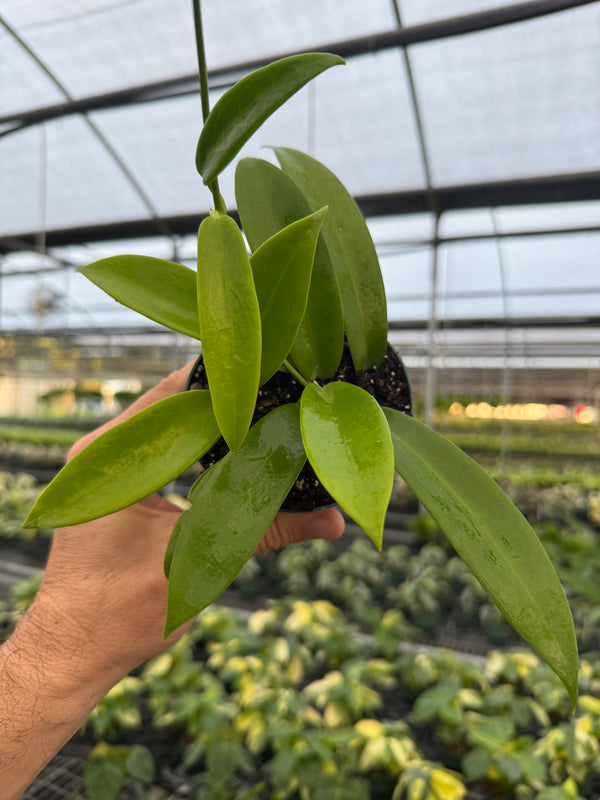 4” Hoya celata 'White Dragon'