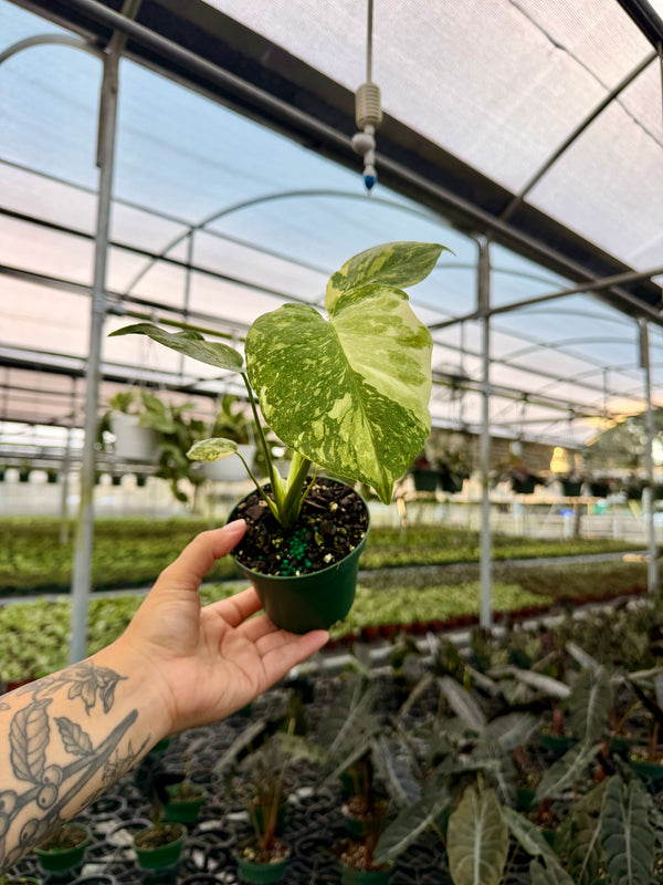 4" Monstera 'Electrolyte'