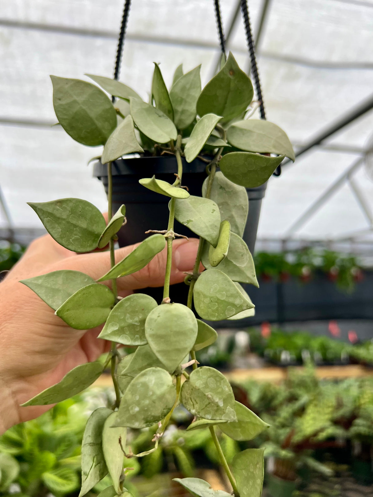 4” Hoya krohniana ‘Super Silver' hanging basket