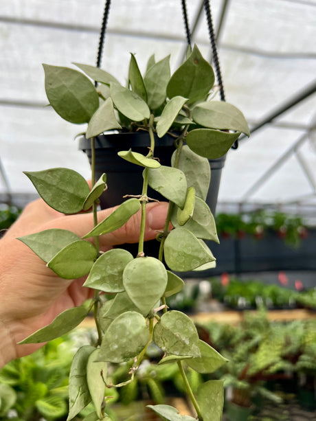 4” Hoya krohniana ‘Super Silver' hanging basket