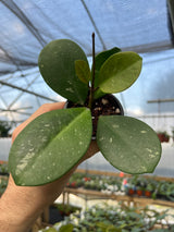 3” Hoya obovata 'Splash'