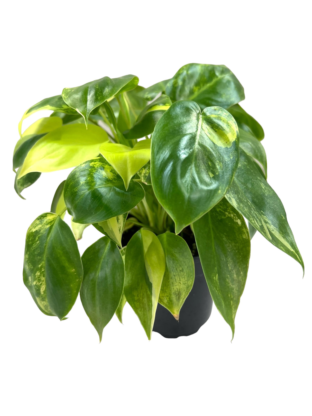 4" Philodendron Burle Marx variegated