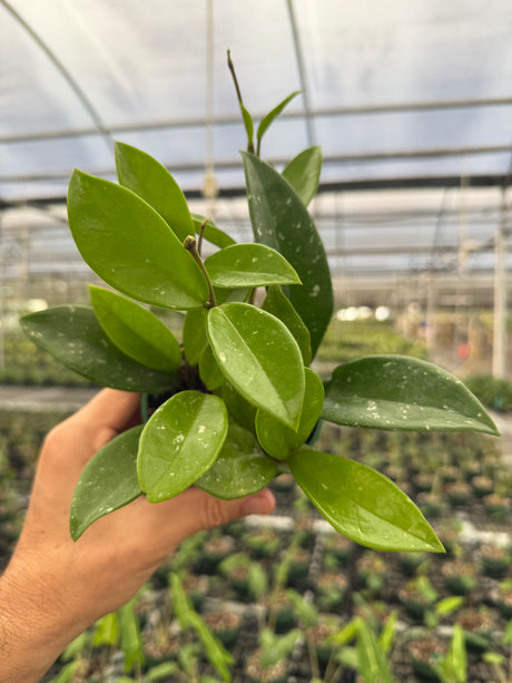 4” Hoya ‘Silver Moon’
