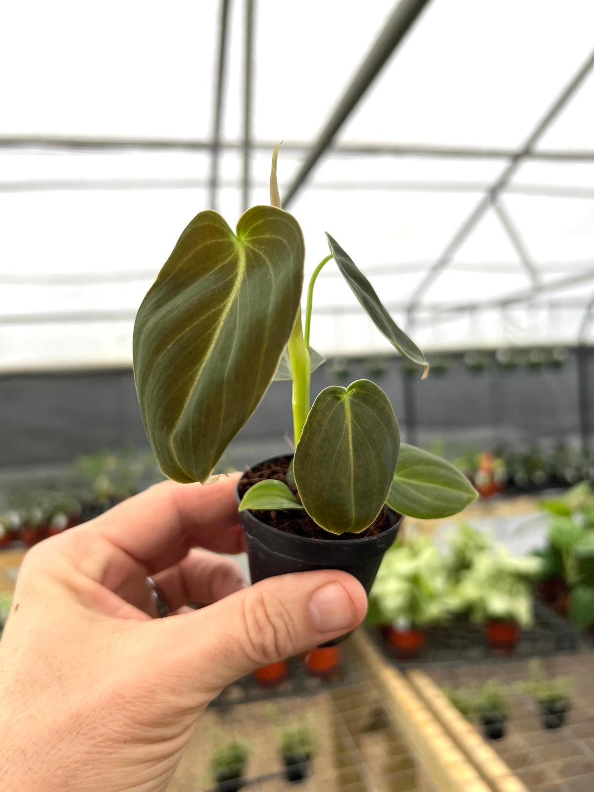 2" Philodendron melanochrysum