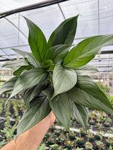 6” Scindapsus perakensis