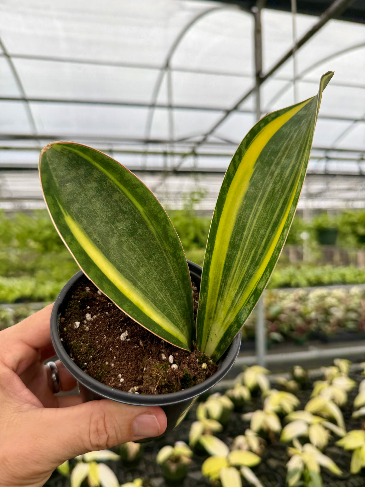 4" Sansevieria ‘Whale Fin’ (variegated)