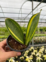 4" Sansevieria ‘Whale Fin’ (variegated)