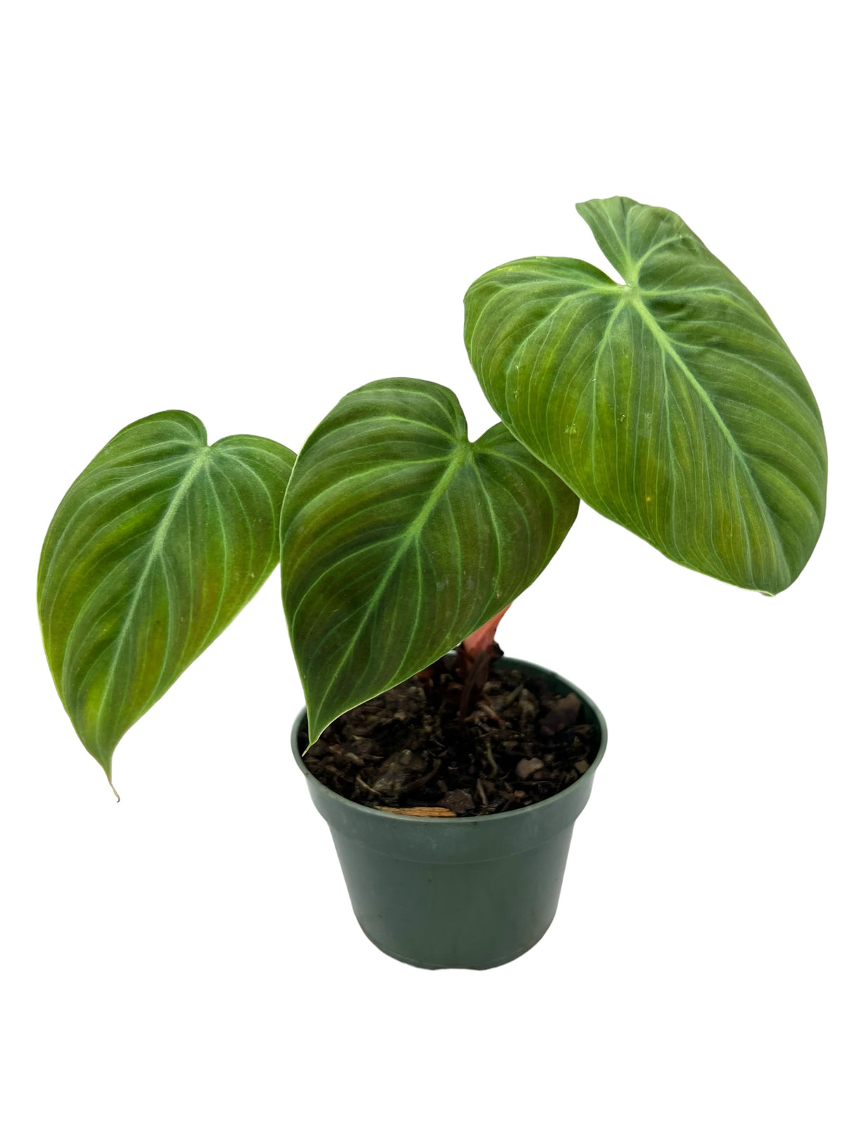 4" Philodendron rubrijuvenile 'El Choco' (short)