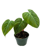 4" Philodendron rubrijuvenile 'El Choco' (short)