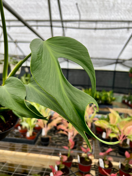 6” Monstera Burle Marx Flame