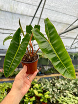 4" Philodendron billietiae