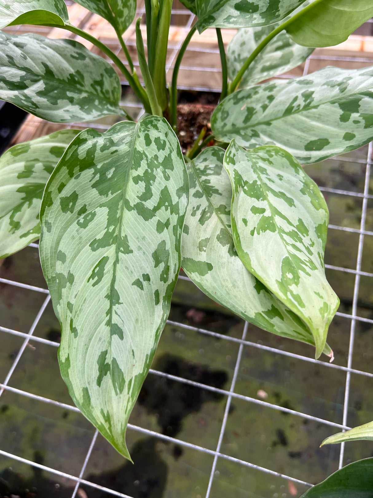 6" Aglaonema Camouflage - Canopy Plant Co.