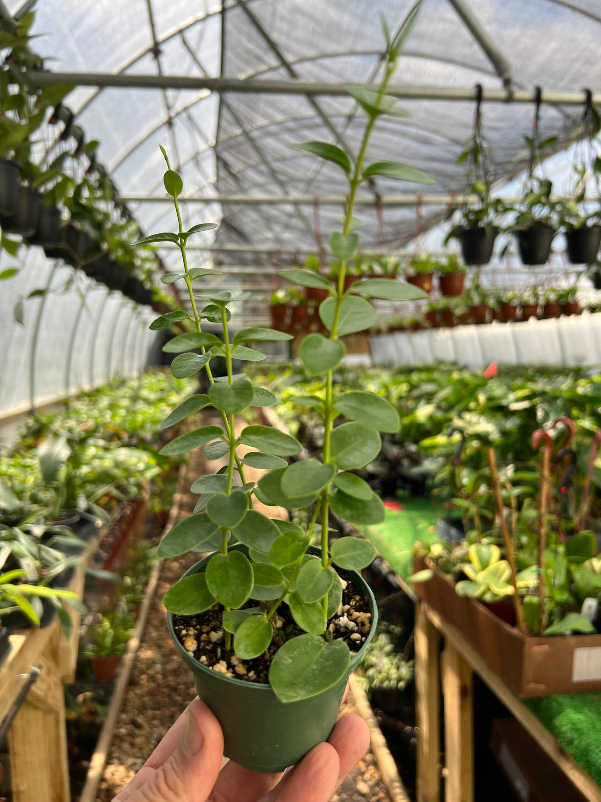 3" Hoya cumingiana