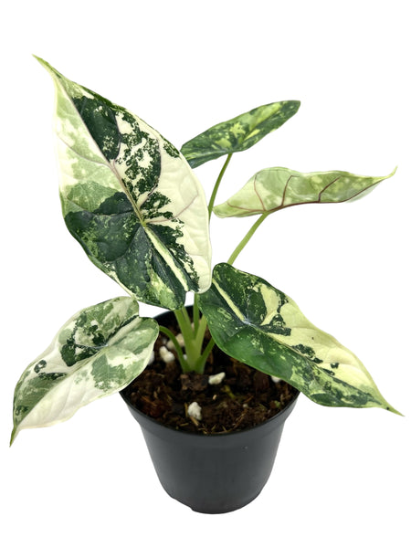サンスベリア Dragon King variegated サンスベリア Dragon King variegated - メルカリ
