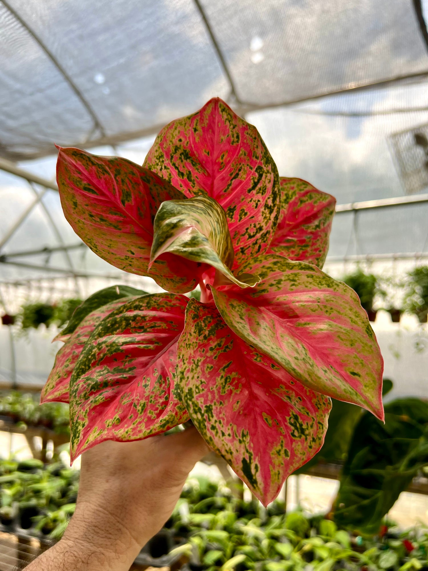 aglaonema plant flower 4” Aglaonema 'Red Mahasetti'