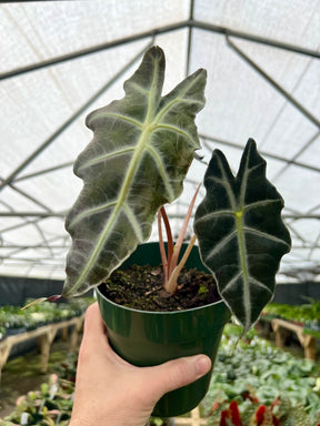 6" Alocasia Purpley - Canopy Plant Co.