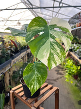 6" Monstera deliciosa variegated 'Albo'