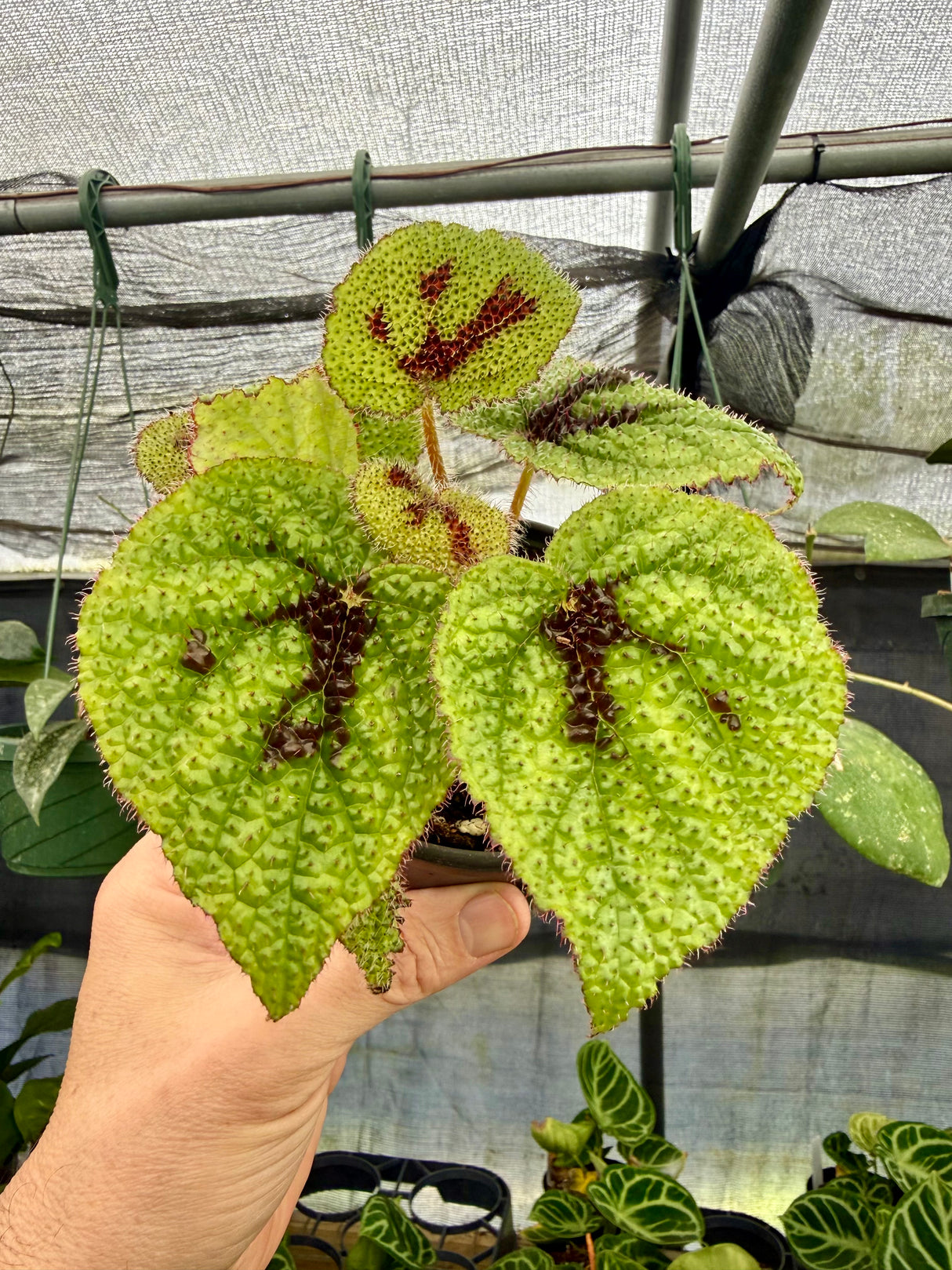 4" Begonia masoniana 'Iron Cross'