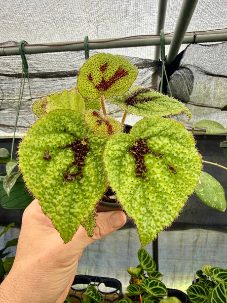 4" Begonia masoniana 'Iron Cross'