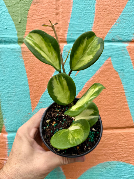 4" Hoya obovata inner variegated - Canopy Plant Co.
